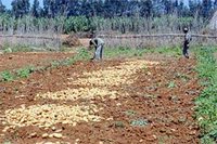 Agriculture à Djendel (Aïn Defla) :  Faute d'investissements,  des filières se meurent