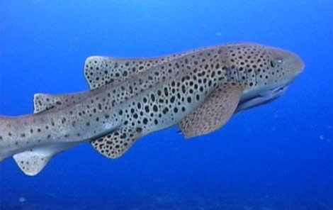فرنسا: ولادة سمكة قرش من نوع الحمار الوحشي وتصويرها للمرة الأولى