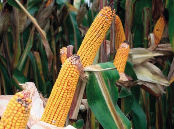 Ghardaïa : Plus de 1 600 hectares consacrés à la culture du maïs