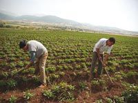 Concession agricole à MédéaDes jeunes agronomes bénéficient de terres