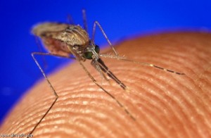 عودة حمى المستنقعات إلى ولاية تمنراست