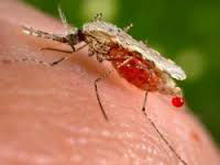 تمنراست/ تسجيل 36 حالة من داء حمى المستنقعات هذا العام