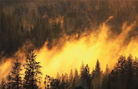 Tébessa : Cinquante hectares de forêts détruits par les flammes en deux mois