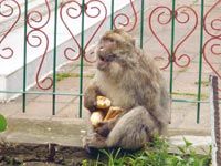 Tizi OuzouLes singes aux portesdes maisons à M'kira