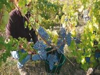 Campagne des vendanges à Aïn Témouchent480 000 quintaux de raisin attendus