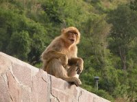 Bouira : des singes Magot investissent le village Aguouillal