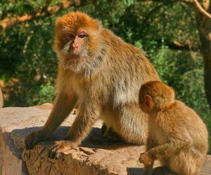 بحثا عن الطعام : قردة الماغو تغزو قرية أقويلال بالبويرة
