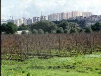 Plus de 700 actes de concession de terres agricoles délivrés à Constantine (responsable)