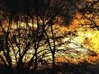 Batna : Plus de 100 hectares détruits en une semaine par le feu