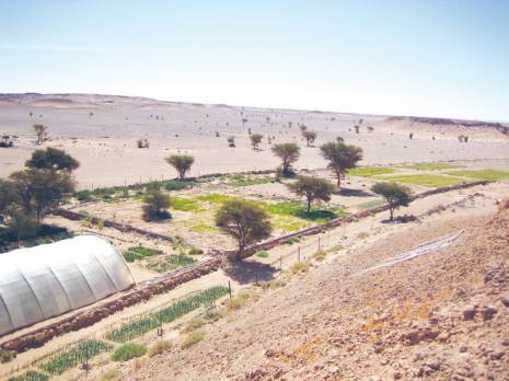 SOS patrimoine naturel en péril Biodiversité du Sahara algérien