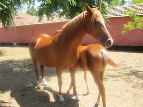 Le cheval à l'honneur ! Jumenterie de Tiaret