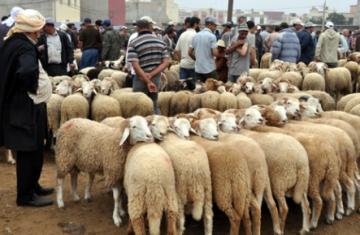 تدابير وقائية لمحاربة الماشية المغربية في تلمسان نقلت العدوى لمئات رؤوس الأغنام المحلية