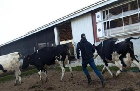 لصوص الماشية يرعبون موّالي المدية