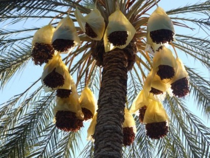 El-Oued : Plus de 1,2 million de palmiers-dattiers à traiter contre les maladies parasitaires