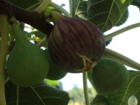 Les premières figues fraîches arrivent