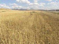 Aïn Temouchent :  Alerte aux spéculateurs sur l'orge