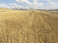 Aïn Temouchent :  Alerte aux spéculateurs sur l'orge