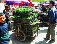 Marché des fruits et légumes à Médéa :  Chantier éternel, désordre général