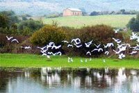 Zone humide de Guerbès-Sanhaja : 400 000 dollars pour relancer le plan de gestion