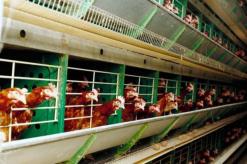 الروائح الكريهة لفضلات الدواجن تسد أنفاس السكان بلدية البياضة بالوادي تهدّد بمتابعة الفلاحين