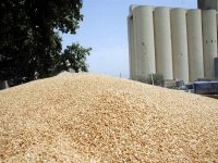 Importations de céréales : le ministère de l'Agriculture prévoit une facture de 2,2 milliards de dollars pour 2013