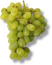 تنظيم مسابقة لمنتجي العنب في بومرداس تحضيرا لمعرض الإنتاج الفلاحي