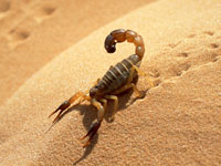 لسعات العقارب تودي بحياة ثلاثة منهم.. من ينقذ أطفال غرداية..؟