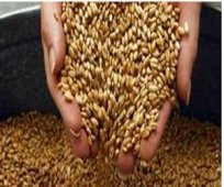 الشلف: دفع 1,27 مليار دج لمنتجي الحبوب