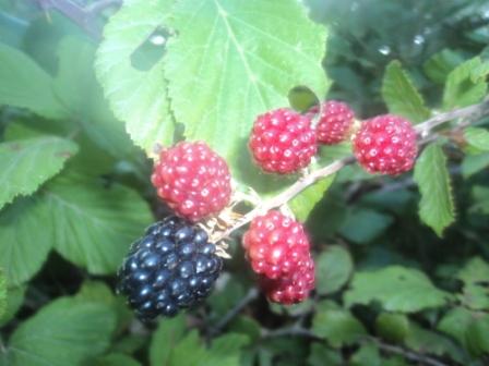 Les mûres des ronces