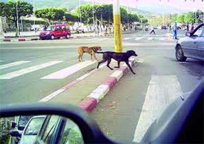 Une prolifération inquiétante des chiens errants qui se déplacent en meutes