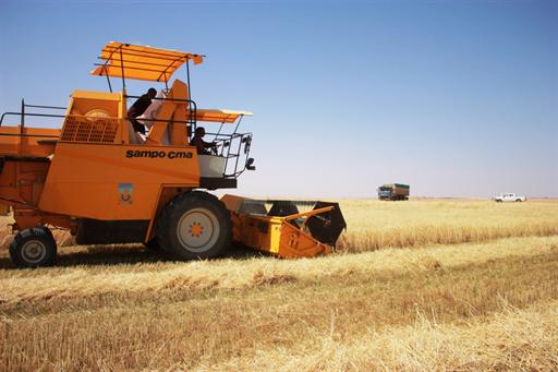 Moissons-battages à Sétif : La campagne se poursuit toujours, 3,1 millions de quintaux déjà récoltés