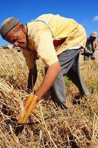 سوق أهراس/ تعويضات ل 82 فلاحا عن الأضرار الناجمة عن تساقط البرد