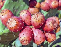 Un fruit aux vertus multiples Figue de Barbarie