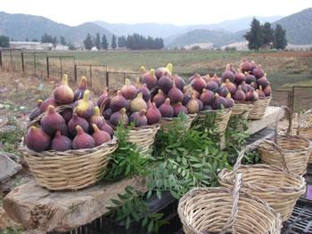 La lente agonie de la figue en Kabylie VIEILLISSEMENT DES VERGERS, MANQUE DE MAIN-D'OEUVRE