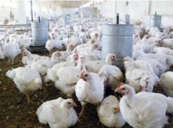 مربو الدواجن يخسرون 2000 مليار سنتيم في 5 أشهر أسعار اللحوم البيضاء مرشحة لبلوغ مستويات قياسية