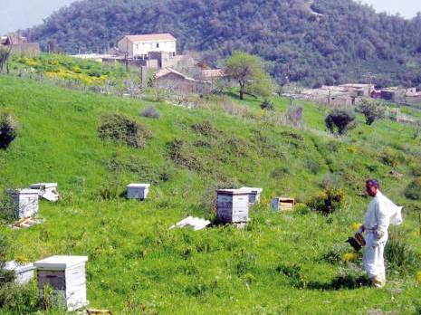 Une production record de 6000 quintaux Une wilaya désormais mellifère