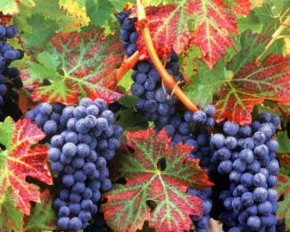 أطفال قصّر لجني محصول الكروم في مستغانم مع غياب الرقابة وقلّة اليد العاملة