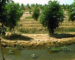 المياه القذرة تتلف هكتارات من المحاصيل الزراعية بغليزان لم يمض على إنجاز المشروع أكثر من سنتين