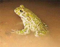 Pollution de l'Oued Labiod : Le crapaud vert menacé, l'agriculture en panne sèche