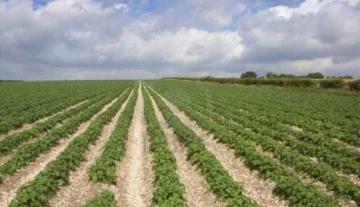 مدير غرفة الفلاحة السابق يستولي على مستثمرة في تيبازة استغل جهل المالك بالحيلة والتزوير