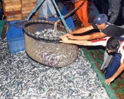 الراحة البيولوجية تحرم سكان الشلف من السمك تراجع إنتاجه ب400 طن عن السنة الماضية