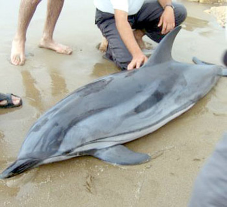 نفوق دلفين بشاطئ دلس بولاية بومرداس