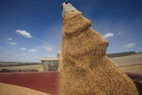 Une garantie pour la sécurité alimentaire Des stocks importants de céréales pour cette année