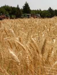 Production record de près de 1,6 million de quintaux de céréales Constantine