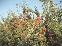 Arboriculture Une production record de pommes attendue à Batna