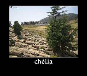 chélia-- Le soutien arabe à la révolution algérienne