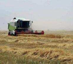 إنتاج ما يزيد عن 418 ألف قنطار من الحبوب بولاية الأغواط رغم أن الإنتاج الوطني يظل غير قادر على تغطية الطلب