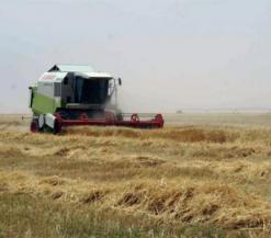 إنتاج ما يزيد عن 418 ألف قنطار من الحبوب بولاية الأغواط رغم أن الإنتاج الوطني يظل غير قادر على تغطية الطلب