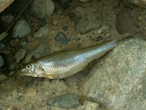 قالمة: نفوق كمية من الأسماك بالرصفة بوادي سيبوس