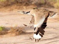 إطلاق 100 طائر حبارى بالزبوج بولاية البيض